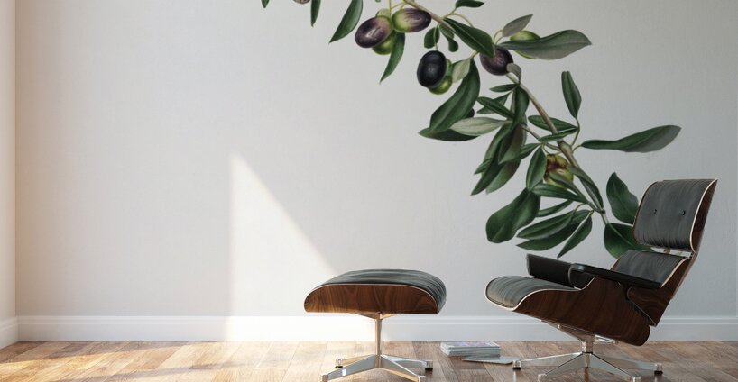 Olives Olea sativa Italica from Pomona Italiana 1817 - 1839 by Giorgio Gallesio 1772-1839.  Wall Murals