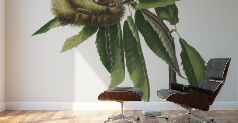 Spanish Chestnut Castanea sativa from Pomona Italiana 1817 - 1839 by Giorgio Gallesio 1772-1839.  Wall Murals