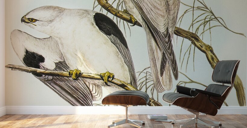 Square-tailed Kite Milvus insures illustrated by Elizabeth Gould 1804–1841 for John Gould’s 1804-1881 Birds of Australia  Wall Murals