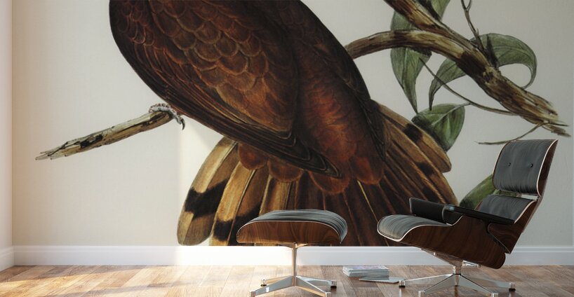 Pheasant-tailed Pigeon Macropygia Phasianella illustrated by Elizabeth Gould 1804–1841 for John Gould’s 1804-1881 Birds of Australia  Wall Murals