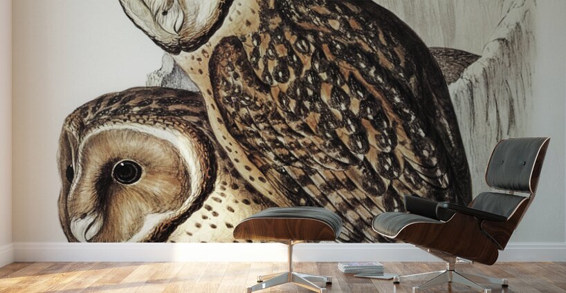 Chestnut-faced Owl Strix castanops illustrated by Elizabeth Gould 1804–1841 for John Gould’s 1804-1881 Birds of Australia  Wall Murals