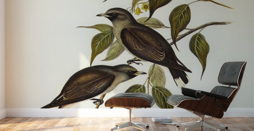 White-vented Wood Swallow Artamus albiventris illustrated by Elizabeth Gould 1804–1841 for John Gould’s 1804-1881 Birds of Australia  Wall Murals