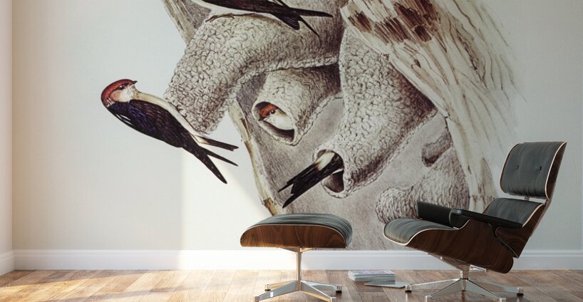 Fairy Martin Collocalia Ariel illustrated by Elizabeth Gould 1804–1841 for John Gould’s 1804-1881 Birds of Australia  Wall Murals