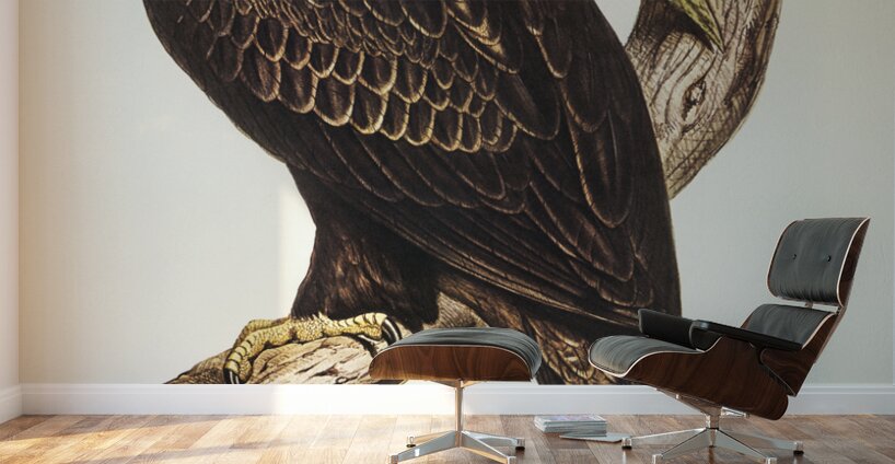 Wedge-tailed Eagle Aquila focosa illustrated by Elizabeth Gould 1804–1841 for John Gould’s 1804-1881 Birds of Australia  Wall Murals