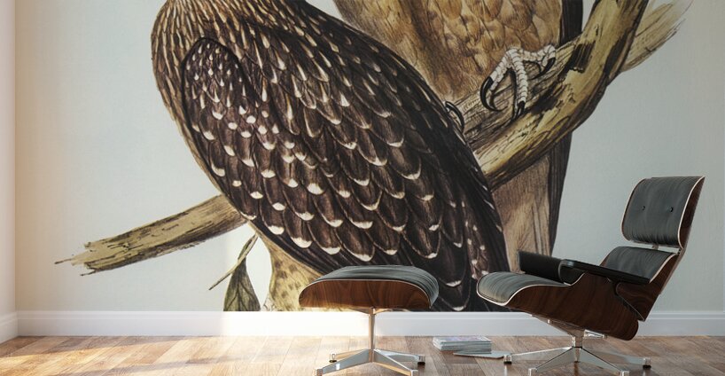 Whistling eagle illustrated by Elizabeth Gould 1804–1841 for John Gould’s 1804-1881 Birds of Australia  Wall Murals