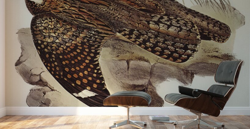 Spotted Goat-sucker Eurostopodus guttatus illustrated by Elizabeth Gould 1804–1841 for John Gould’s 1804-1881 Birds of Australia  Wall Murals