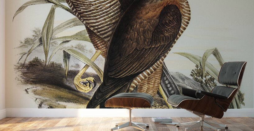 Australian Goshawk Astur approximans illustrated by Elizabeth Gould 1804–1841 for John Gould’s 1804-1881 Birds of Australia  Wall Murals