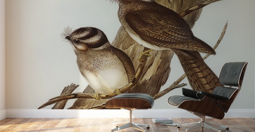 White-bellied Owlet Nightjar Aegotheles leucogaster Gould illustrated by Elizabeth Gould 1804–1841 for John Gould’s 1804-1881 Birds of Australia  Wall Murals