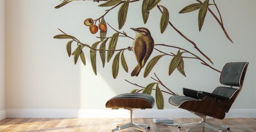 Green-backed Gerygone Gerygone chloronotus illustrated by Elizabeth Gould 1804–1841 for John Gould’s 1804-1881 Birds of Australia  Wall Murals