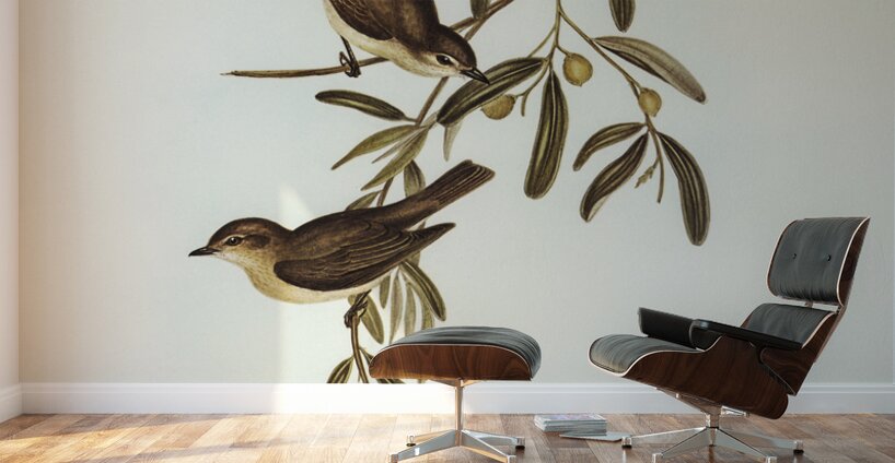 Plain-coloured Pachycephala Pachycephala simplex illustrated by Elizabeth Gould 1804–1841 for John Gould’s 1804-1881 Birds of Australia  Wall Murals