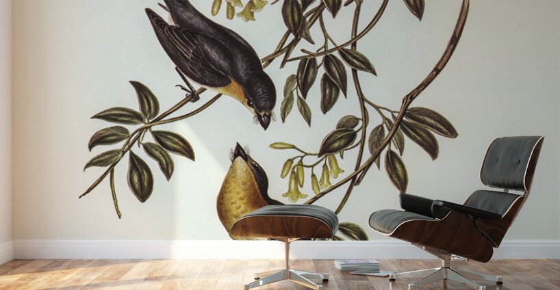 Broad-billed Flycatcher Myiagra latirostris illustrated by Elizabeth Gould 1804–1841 for John Gould’s 1804-1881 Birds of Australia  Wall Murals