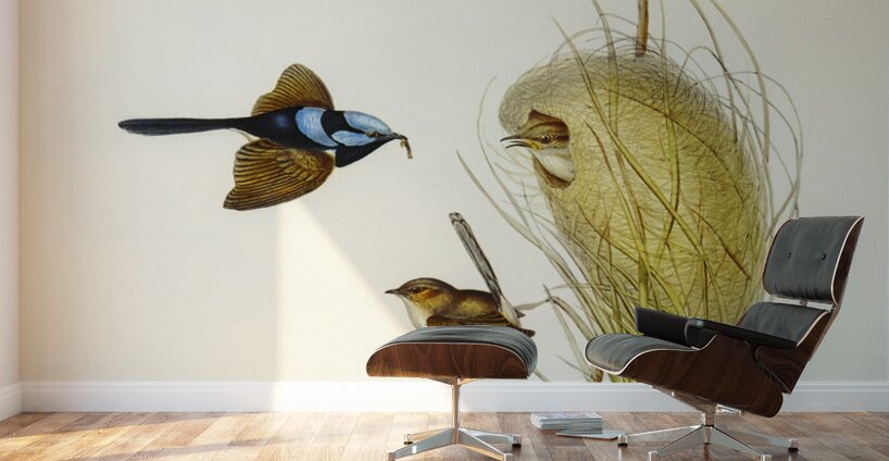 Blue Wren Malurus cyaneus illustrated by Elizabeth Gould 1804–1841 for John Gould’s 1804-1881 Birds of Australia  Wall Murals