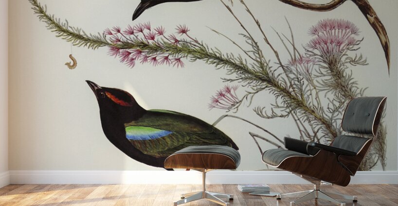 Rainbow Pitta Pitta Iris illustrated by Elizabeth Gould 1804–1841 for John Gould’s 1804-1881 Birds of Australia  Wall Murals