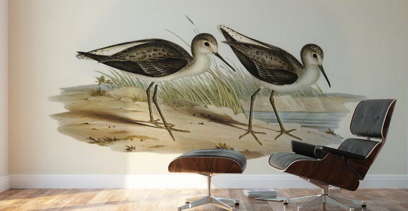 Marsh Sandpiper Totanus stagnatilis illustrated by Elizabeth Gould 1804–1841 for John Gould’s 1804-1881 Birds of Australia  Wall Murals