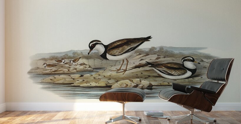 Black-fronted Dottrel Hiaticula nigrifrons illustrated by Elizabeth Gould 1804–1841 for John Gould’s 1804-1881 Birds of Australia  Wall Murals