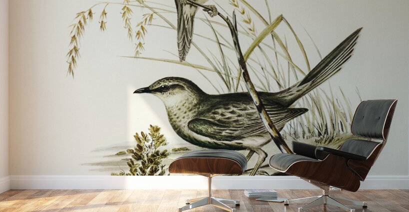 Brown Songlark Cincloramphus cruralis illustrated by Elizabeth Gould 1804–1841 for John Gould’s 1804-1881 Birds of Australia  Wall Murals