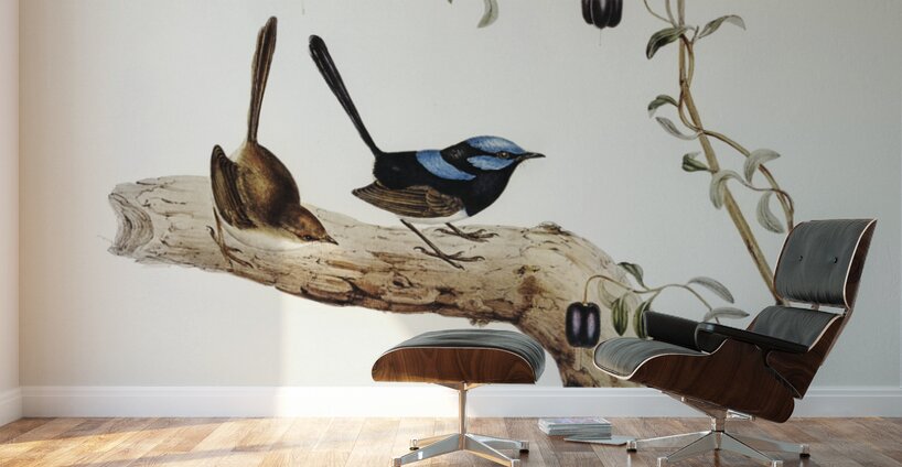 Long-tailed Wren Malurus longicaudus illustrated by Elizabeth Gould 1804–1841 for John Gould’s 1804-1881 Birds of Australia  Wall Murals