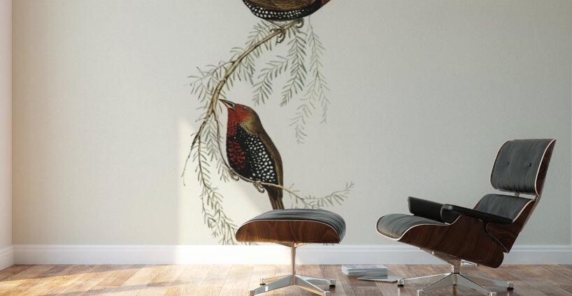 Painted Finch Emblema picta illustrated by Elizabeth Gould 1804–1841 for John Gould’s 1804-1881 Birds of Australia  Wall Murals