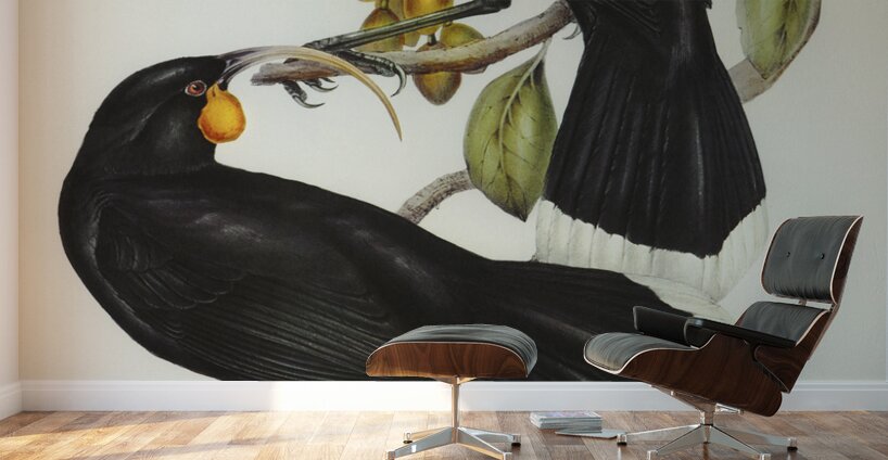 Gould&39s Neomorpha Neomorpha Gouldii illustrated by Elizabeth Gould 1804–1841 for John Gould’s 1804-1881 Birds of Australia  Wall Murals