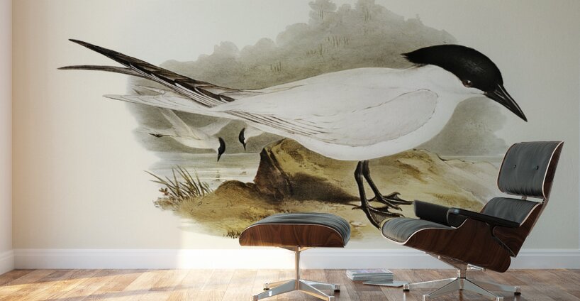 Great-footed Tern Gelochelidon macrotarsa illustrated by Elizabeth Gould 1804–1841 for John Gould’s 1804-1881 Birds of Australia  Wall Murals