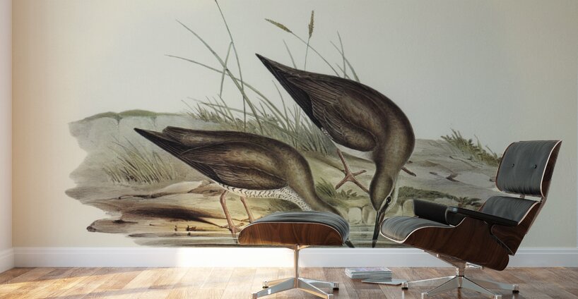 Grey-rumped Sandpaper Totanus griseopygius illustrated by Elizabeth Gould 1804–1841 for John Gould’s 1804-1881 Birds of Australia  Wall Murals