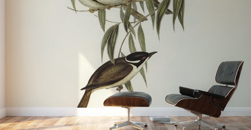 Strong-billed Honey-eater Melithreptus validirostris illustrated by Elizabeth Gould 1804–1841 for John Gould’s 1804-1881 Birds of Australia  Wall Murals