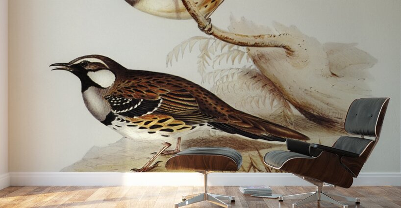 Spotted Groud Thrush Cinclosoma punctatum illustrated by Elizabeth Gould 1804–1841 for John Gould’s 1804-1881 Birds of Australia  Wall Murals