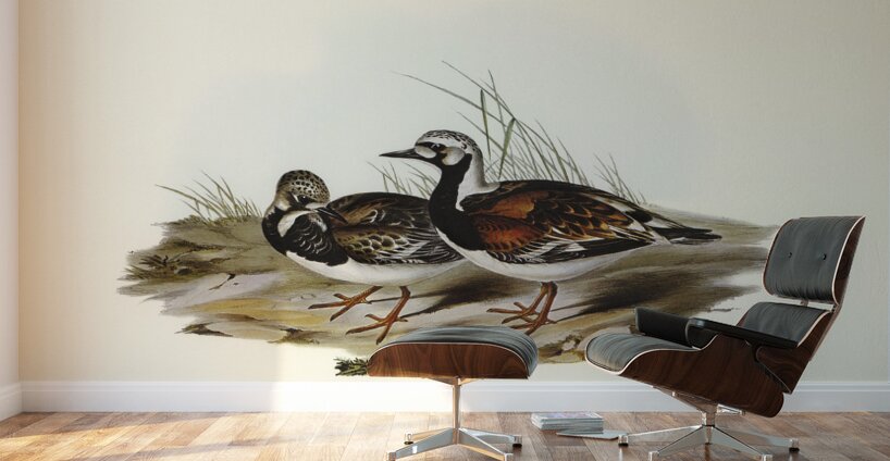 Turnstone Strepsilas Interpres illustrated by Elizabeth Gould 1804–1841 for John Gould’s 1804-1881 Birds of Australia  Wall Murals