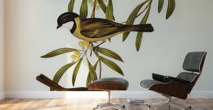 Guttural Pachycephala Pachycephala gutturalis illustrated by Elizabeth Gould 1804–1841 for John Gould’s 1804-1881 Birds of Australia  Wall Murals