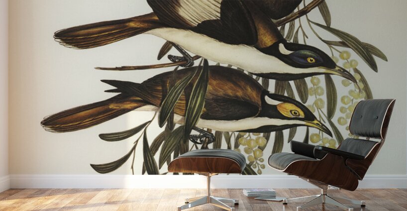 White-pinioned Honey-eater Entomyza albipennis illustrated by Elizabeth Gould 1804–1841 for John Gould’s 1804-1881 Birds of Australia  Wall Murals