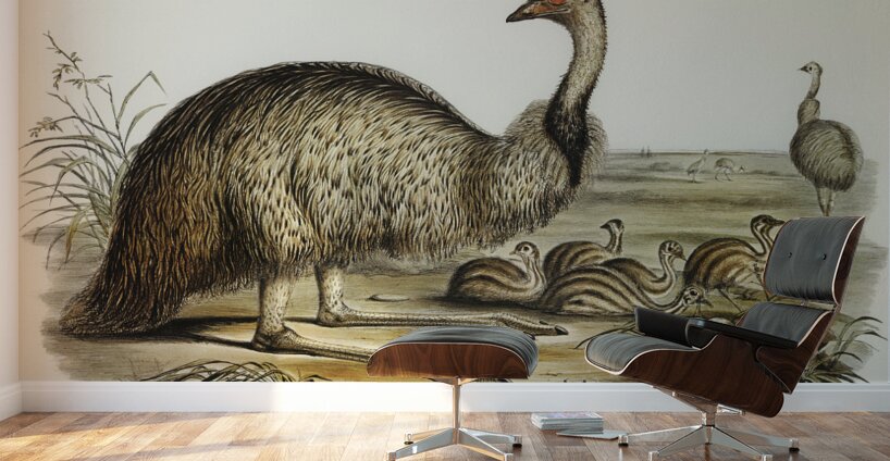 The Emu Dromaius Novae-Hollandiae illustrated by Elizabeth Gould 1804–1841 for John Gould’s 1804-1881 Birds of Australia  Wall Murals