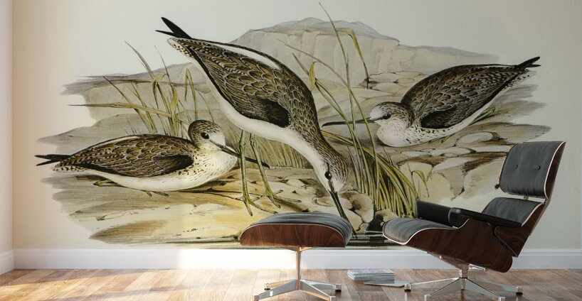 Australian Greenshank Glottis Glottoides illustrated by Elizabeth Gould 1804–1841 for John Gould’s 1804-1881 Birds of Australia  Wall Murals