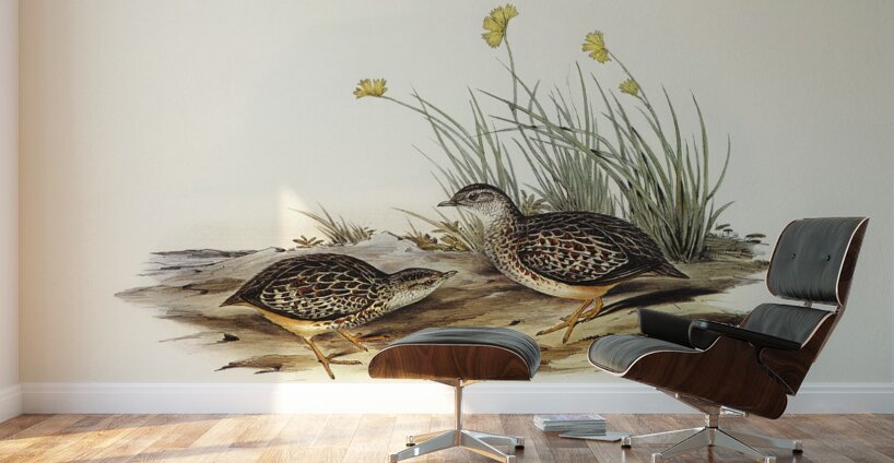 Sparkling Hemipode Hemipodius scintillans illustrated by Elizabeth Gould 1804–1841 for John Gould’s 1804-1881 Birds of Australia  Wall Murals