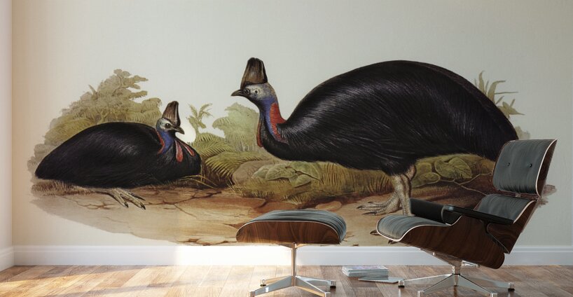 Australian Cassowary Casuarius australis illustrated by Elizabeth Gould 1804–1841 for John Gould’s 1804-1881 Birds of Australia  Wall Murals