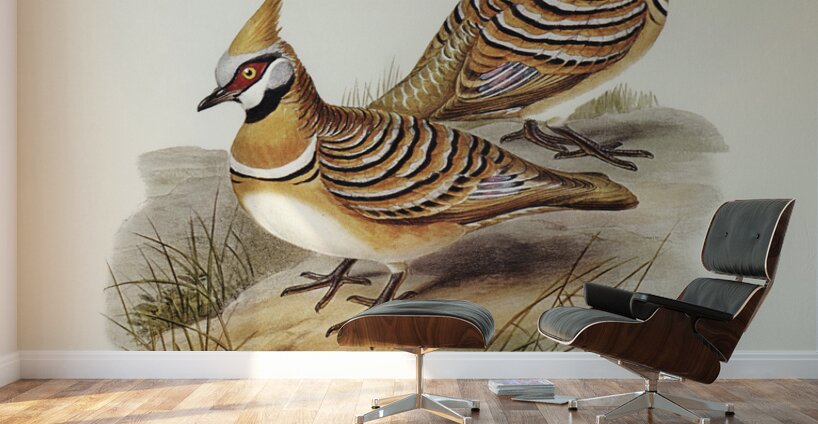 White-bellied Bronzewing Lophophaps leucogaster illustrated by Elizabeth Gould 1804–1841 for John Gould’s 1804-1881 Birds of Australia  Wall Murals