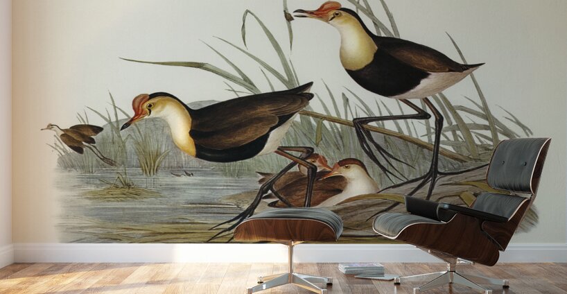 Gallinaceous Parra Parra gallinacea illustrated by Elizabeth Gould 1804–1841 for John Gould’s 1804-1881 Birds of Australia  Wall Murals