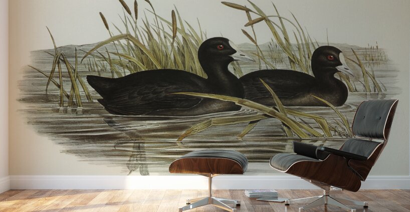 Australian Coot Fulica Australis illustrated by Elizabeth Gould 1804–1841 for John Gould’s 1804-1881 Birds of Australia  Wall Murals