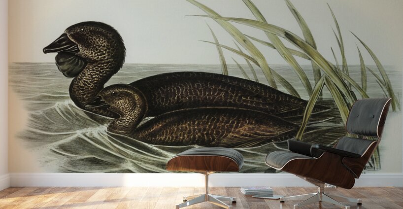 Musk Duck Biziura lobata illustrated by Elizabeth Gould 1804–1841 for John Gould’s 1804-1881 Birds of Australia  Wall Murals