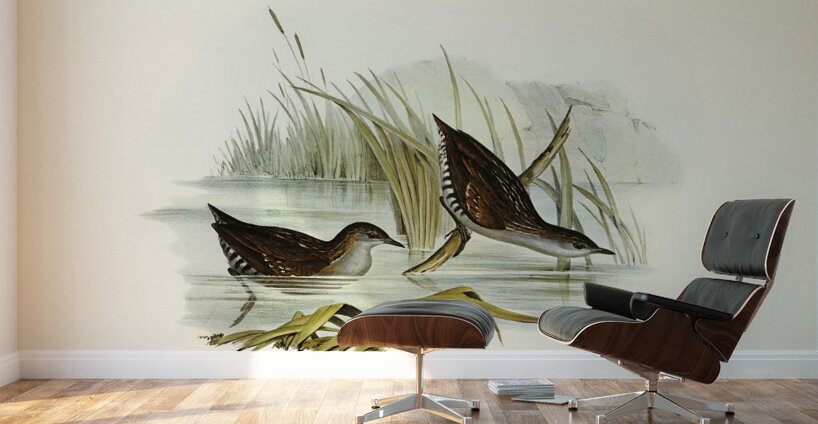 Water Crake Porzana palustris illustrated by Elizabeth Gould 1804–1841 for John Gould’s 1804-1881 Birds of Australia  Wall Murals
