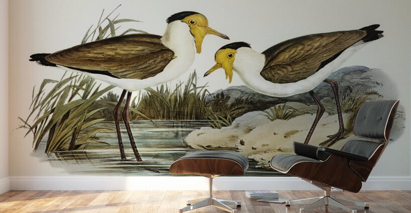 Masked Pewit Lobivanellus personatus illustrated by Elizabeth Gould 1804–1841 for John Gould’s 1804-1881 Birds of Australia  Wall Murals