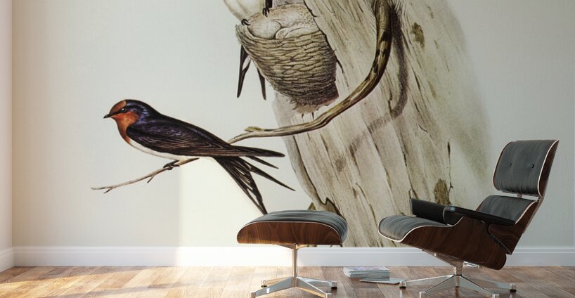 Welcome Swallow Hirundo neoxena illustrated by Elizabeth Gould 1804–1841 for John Gould’s 1804-1881 Birds of Australia  Wall Murals