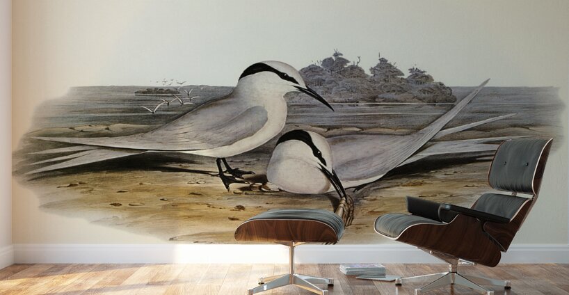 Black-naped Tern Sterna melanauchen illustrated by Elizabeth Gould 1804–1841 for John Gould’s 1804-1881 Birds of Australia  Wall Murals