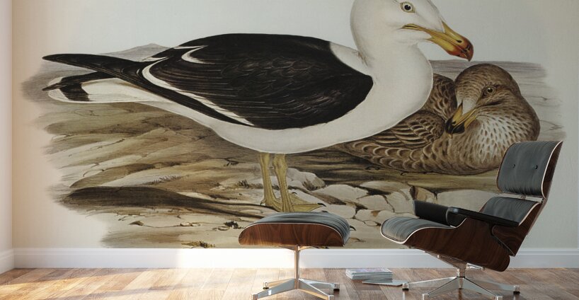 Pacific Gull Larus Pacificus illustrated by Elizabeth Gould 1804–1841 for John Gould’s 1804-1881 Birds of Australia  Wall Murals