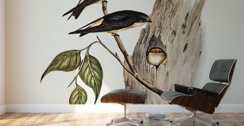 Tree Martin Collocalia arborea illustrated by Elizabeth Gould 1804–1841 for John Gould’s 1804-1881 Birds of Australia  Wall Murals