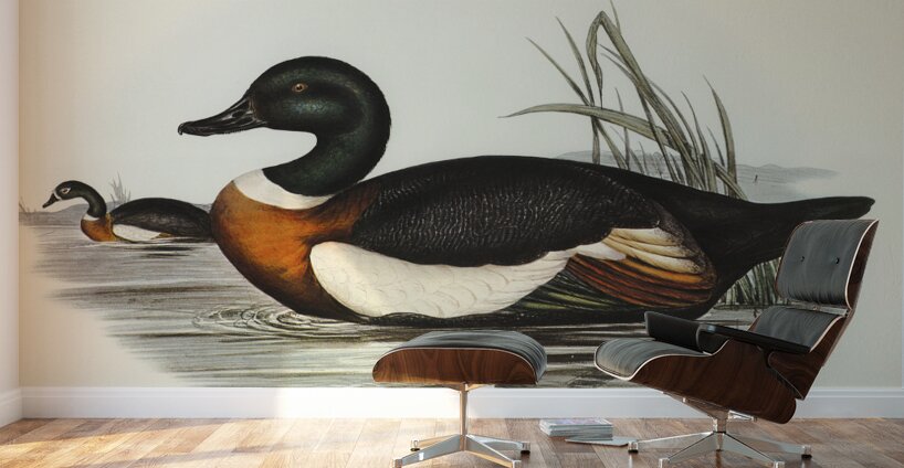 Chesnut-Coloured Shieldrake Casarca Tadornoides illustrated by Elizabeth Gould 1804–1841 for John Gould’s 1804-1881 Birds of Australia  Wall Murals