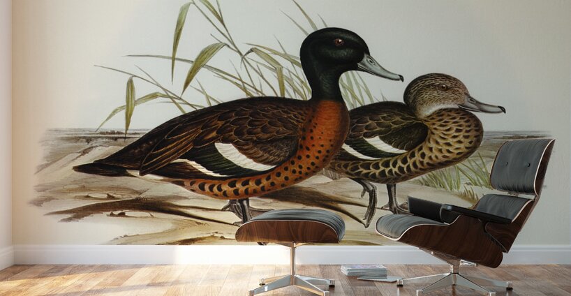 Chesnut-breasted Duck Anas punctata illustrated by Elizabeth Gould 1804–1841 for John Gould’s 1804-1881 Birds of Australia  Wall Murals
