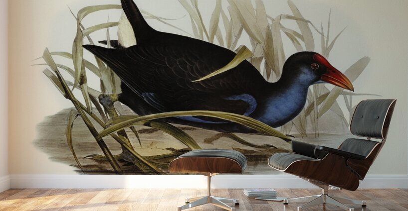 Zure-breasted Porphyrio Porphyrio bellus illustrated by Elizabeth Gould 1804–1841 for John Gould’s 1804-1881 Birds of Australia  Wall Murals