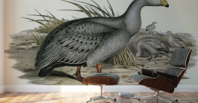Cereopsis Goose Cereopsis Novae-Hollandiae illustrated by Elizabeth Gould 1804–1841 for John Gould’s 1804-1881 Birds of Australia  Wall Murals