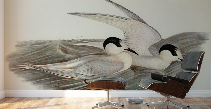 Black-billed Tern Sterna melanorhyncha illustrated by Elizabeth Gould 1804–1841 for John Gould’s 1804-1881 Birds of Australia  Wall Murals