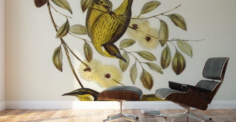 Varied Honey-eater Ptilotis versicolor illustrated by Elizabeth Gould 1804–1841 for John Gould’s 1804-1881 Birds of Australia  Wall Murals